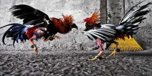 Cách Chơi Đá Gà GA28 Tại Fun88 Đỉnh Cao Cho Dân Cược Sành Sỏi