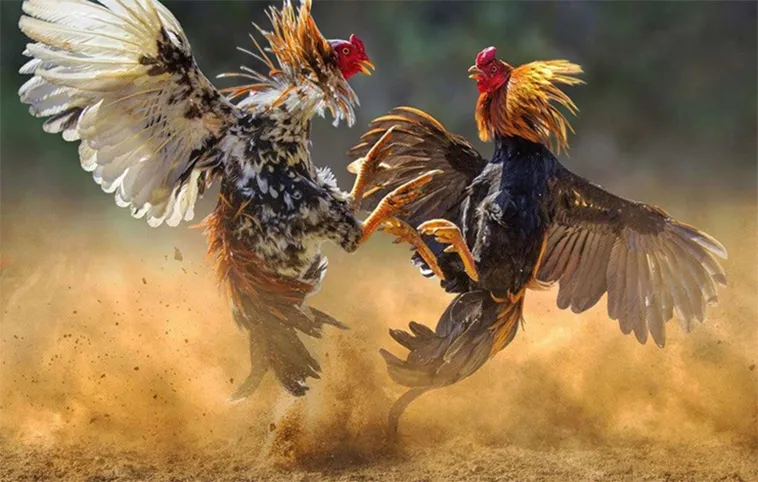 Cách Chơi Đá Gà 3D Tại Fun88 Vui Nhưng Chuẩn Xác Tuyệt Đối